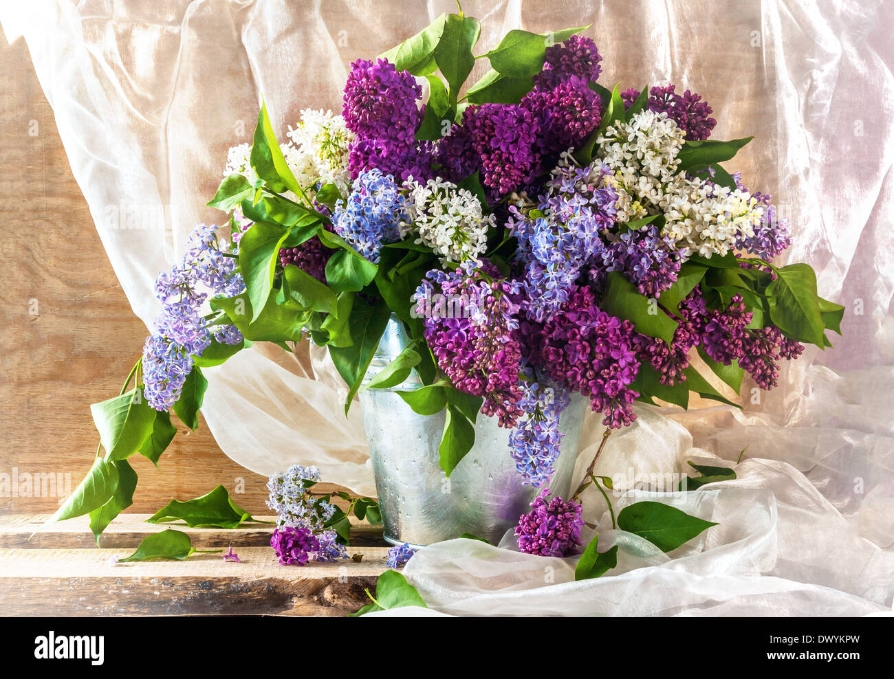 Still life with sprigs of lilac thriving Stock Photo - Alamy