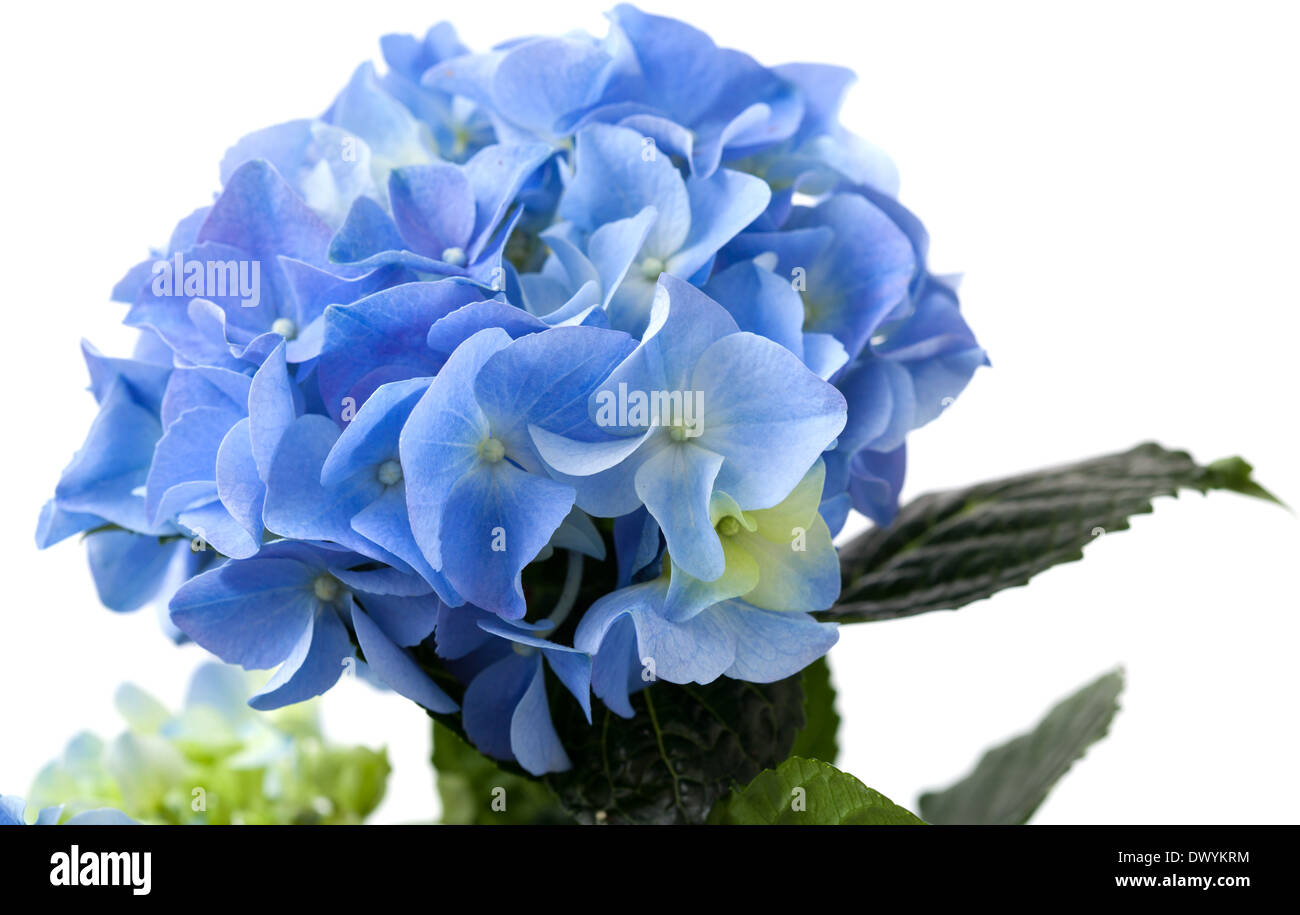 blue hydrangea isolated on white Stock Photo - Alamy