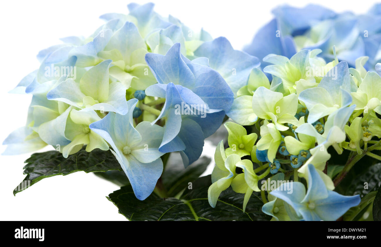 blue hydrangea isolated on white Stock Photo - Alamy