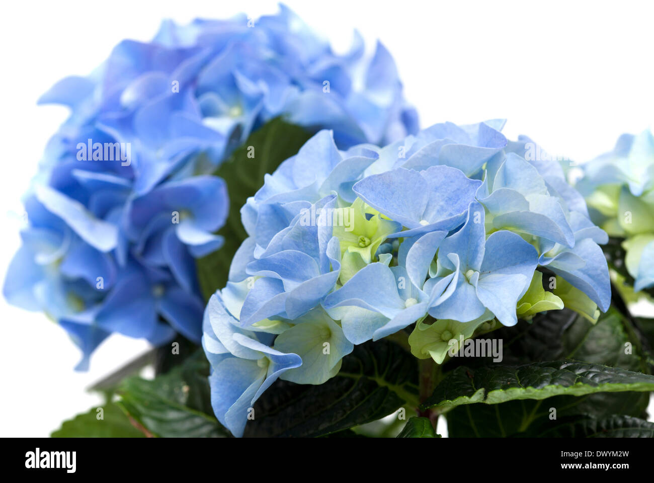 blue hydrangea isolated on white Stock Photo - Alamy