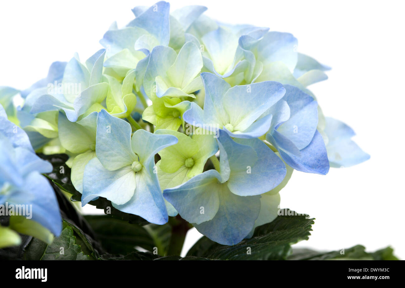 blue hydrangea isolated on white Stock Photo - Alamy