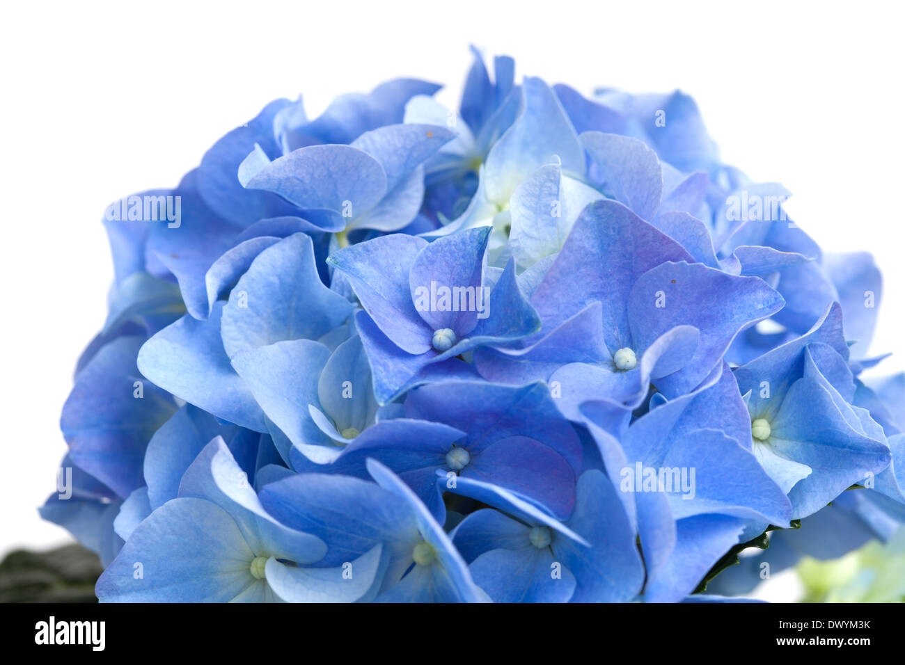 blue hydrangea isolated on white Stock Photo - Alamy