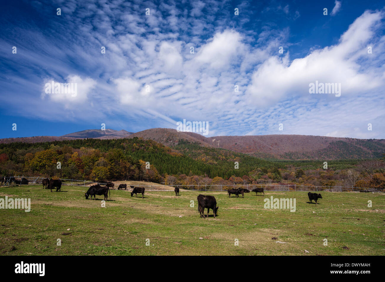 Cattle Grazing in Zao Mountain Range, Miyagi Prefecture, Japan Stock Photo