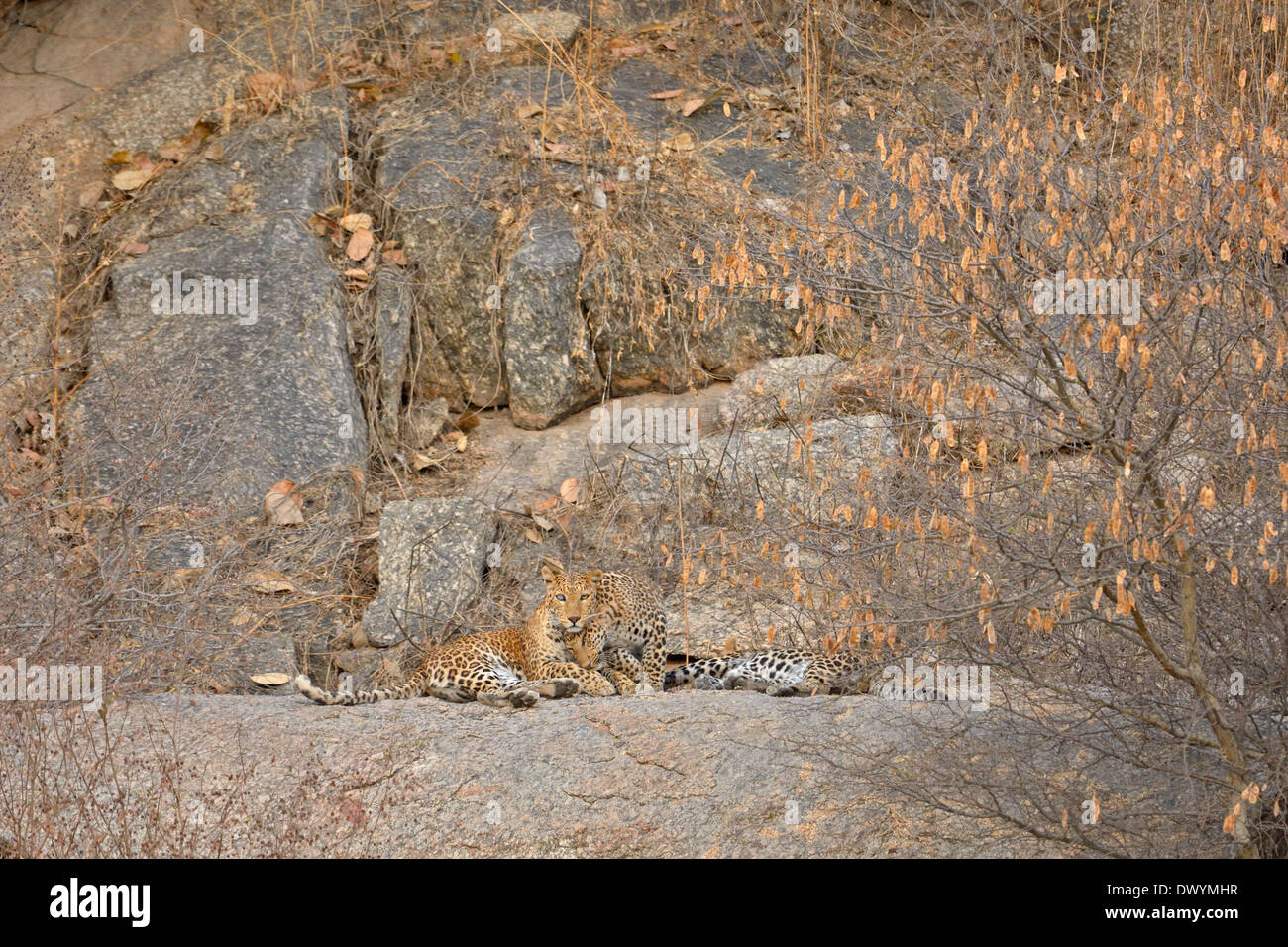 Indian leopards (Panthera pardus fusca) in the rocky terrain of Jawai Dam sanctuary, Rajasthan, India Stock Photo