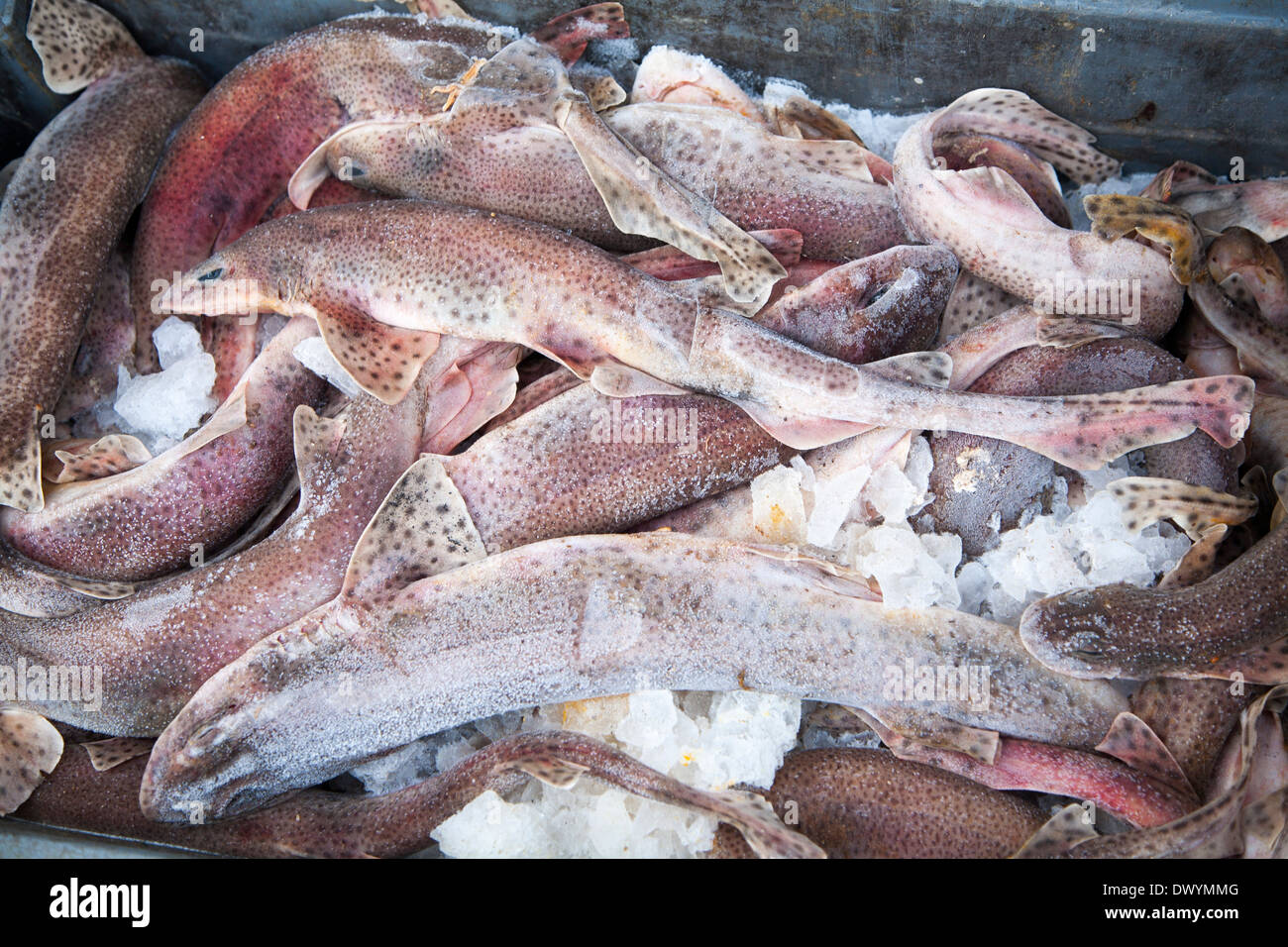 Dogfish High Resolution Stock Photography and Images - Alamy