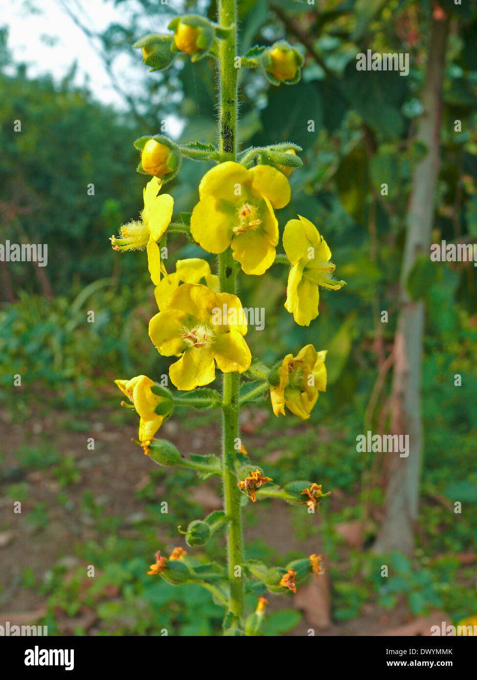 Dyckia Flowers, Mahabaleshwar, Satara, Maharashtra, India Stock Photo