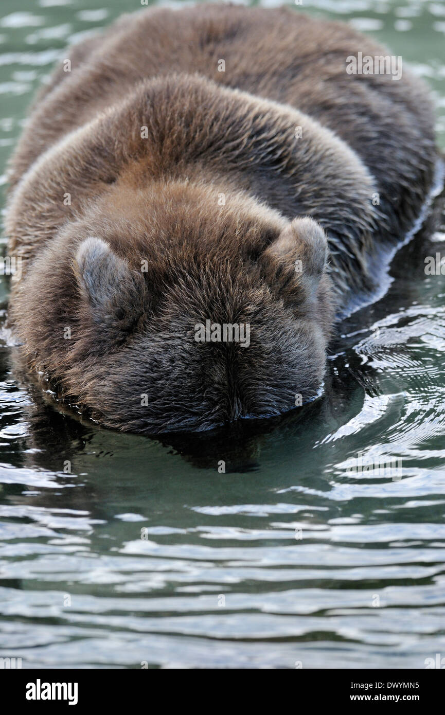 Grizzly bear (Ursus arctos horribilis) snorkling in water. Stock Photo