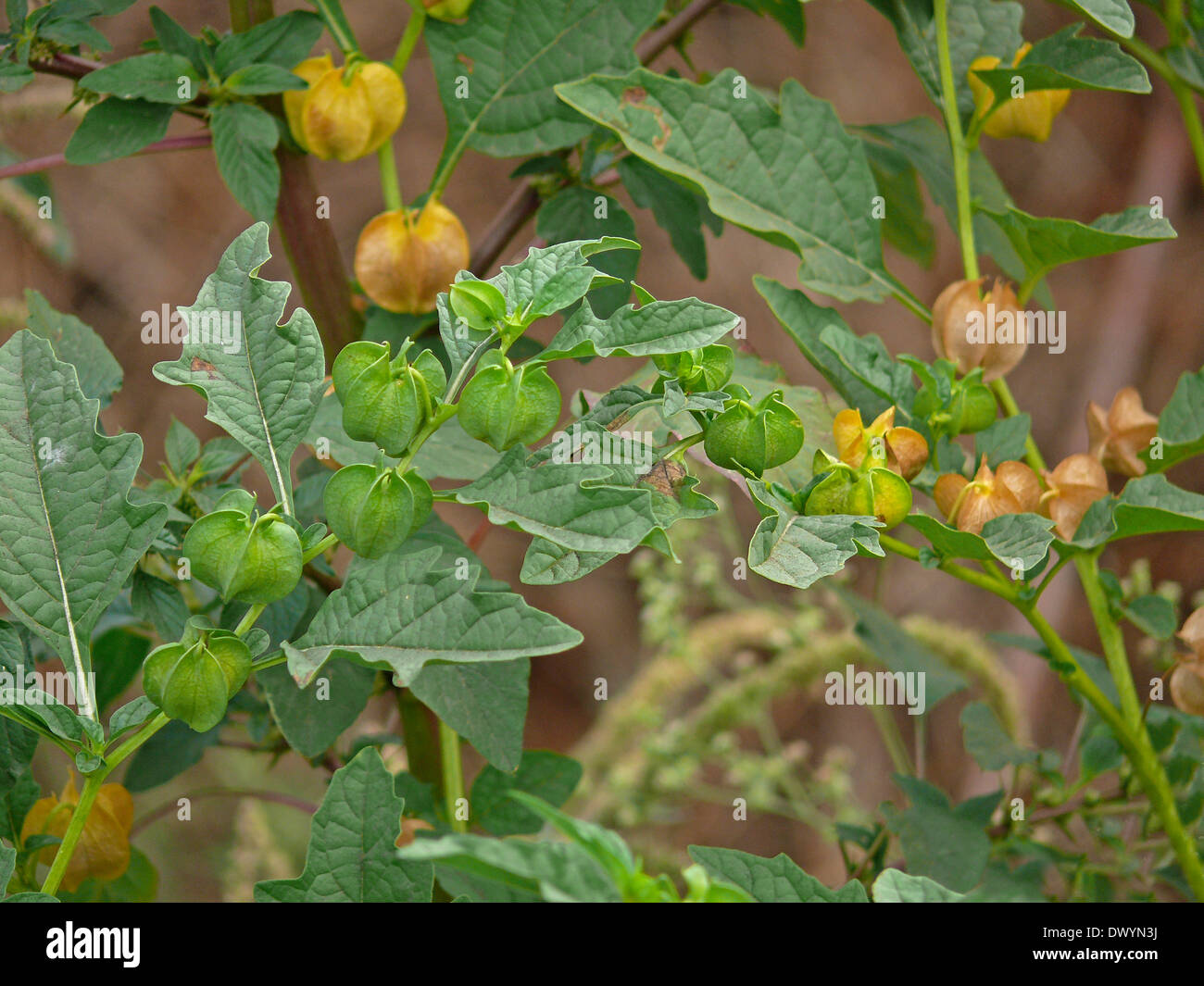Physalis, Hog-Plum, Husk-Tomato, Wild-Pompion, Chinese Lantern, Bladder Cherry, Cape Gooseberry Stock Photo