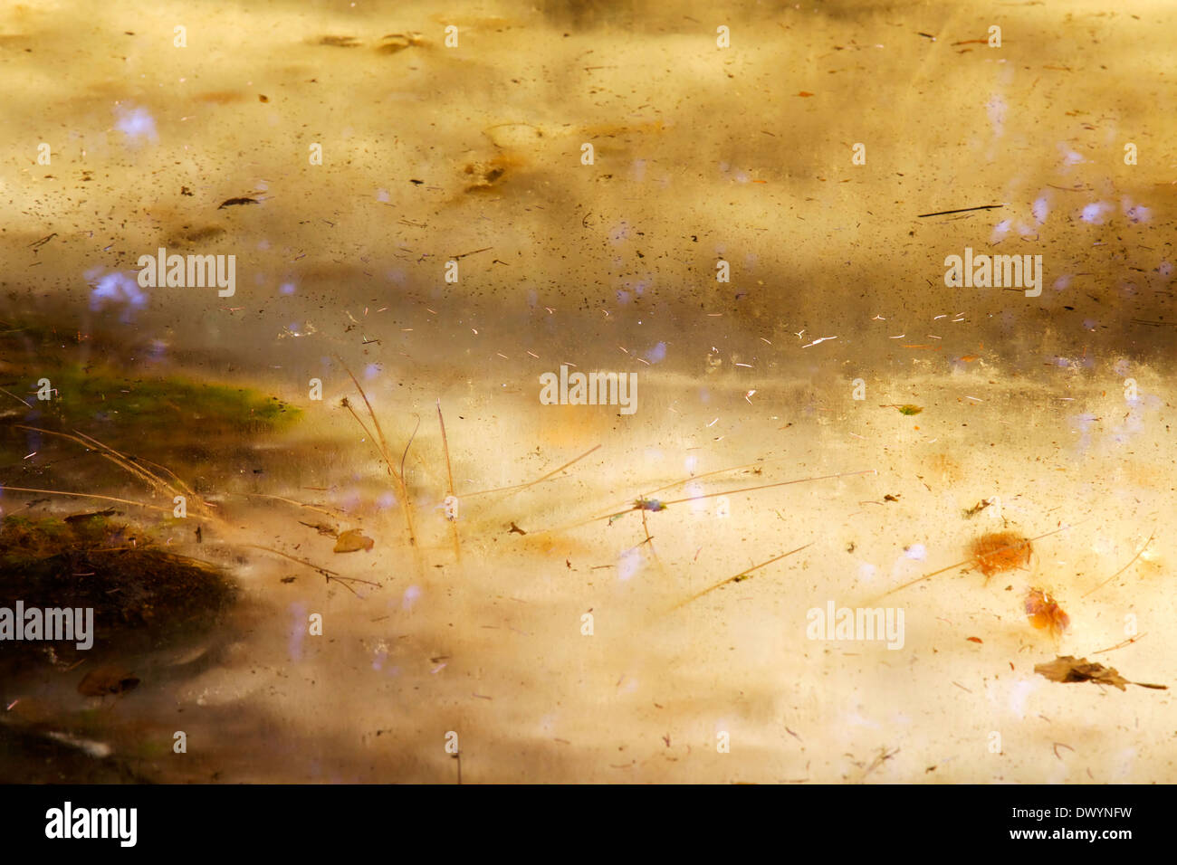 Icy pond in forest in spring with withered leaves and straws Stock Photo