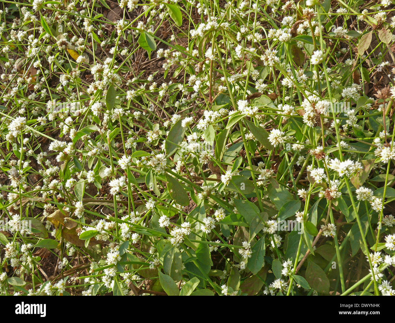 Amaranthaceae, Alternanthera sessilis, India Stock Photo