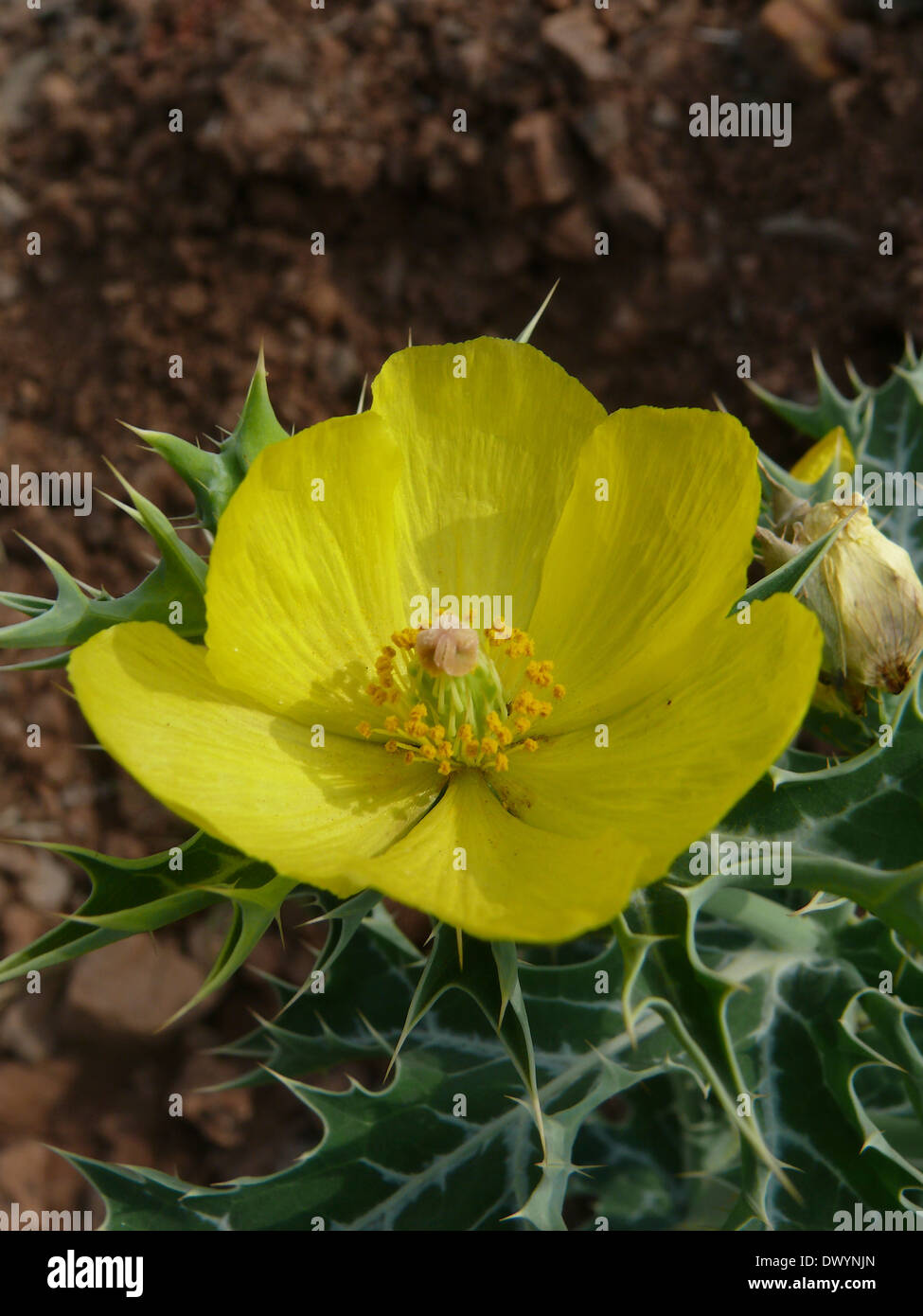 Flower of Argemone mexicana L., Papaveraceae Stock Photo