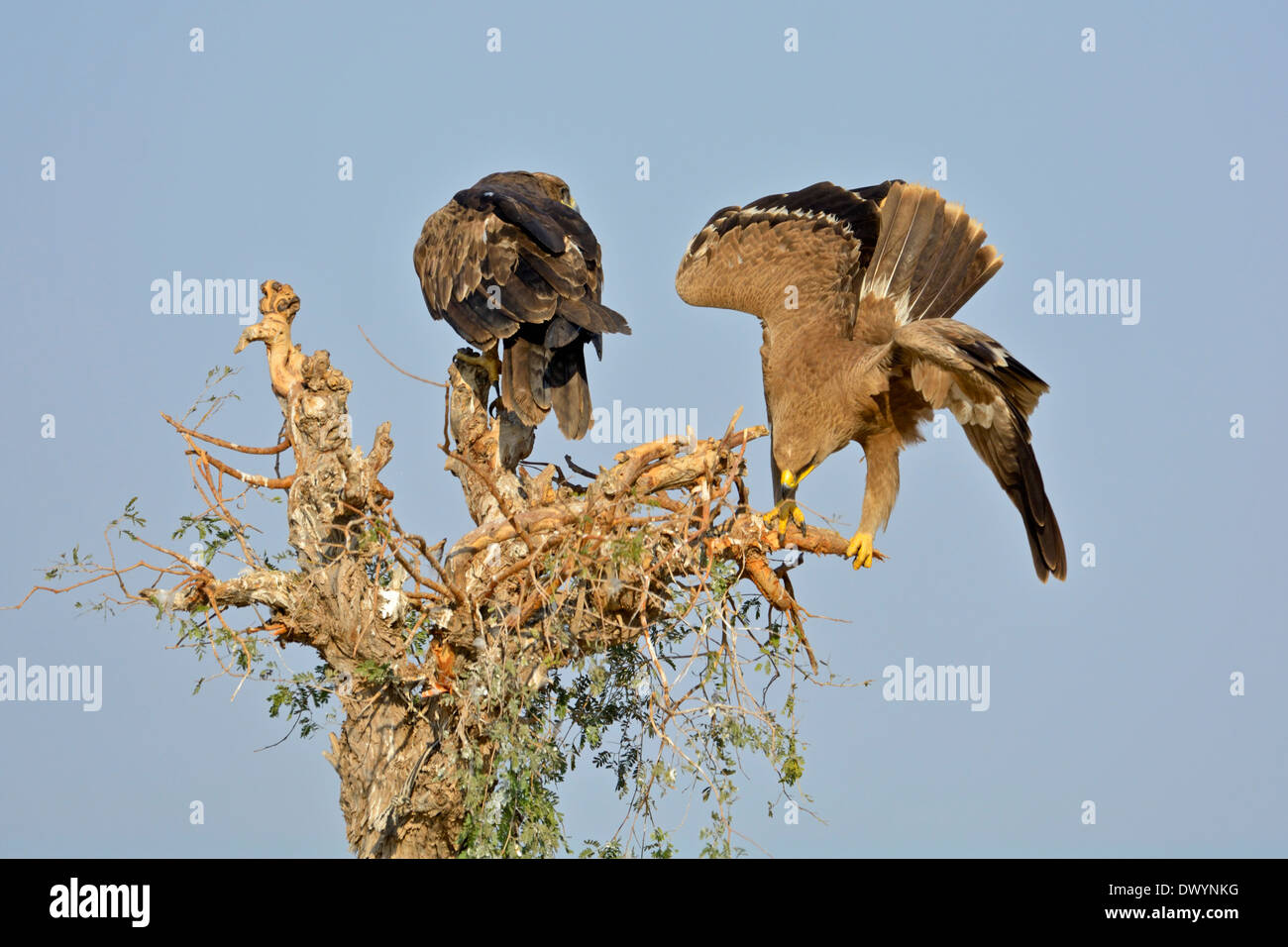 Steppe Eagles (Aquila nipalensis) in Rajasthan, India Stock Photo