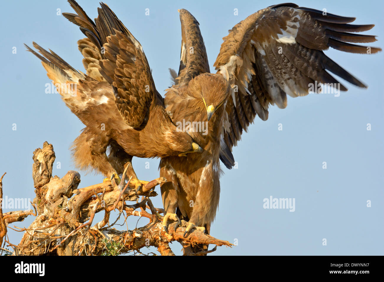 Steppe Eagles (Aquila nipalensis) in Rajasthan, India Stock Photo