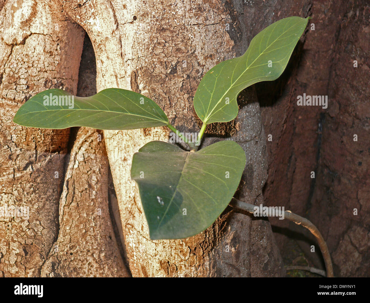 Ficus benghalensis hi-res stock photography and images - Alamy