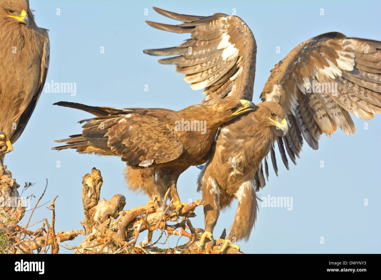 Steppe Eagles (Aquila nipalensis) in Rajasthan, India Stock Photo