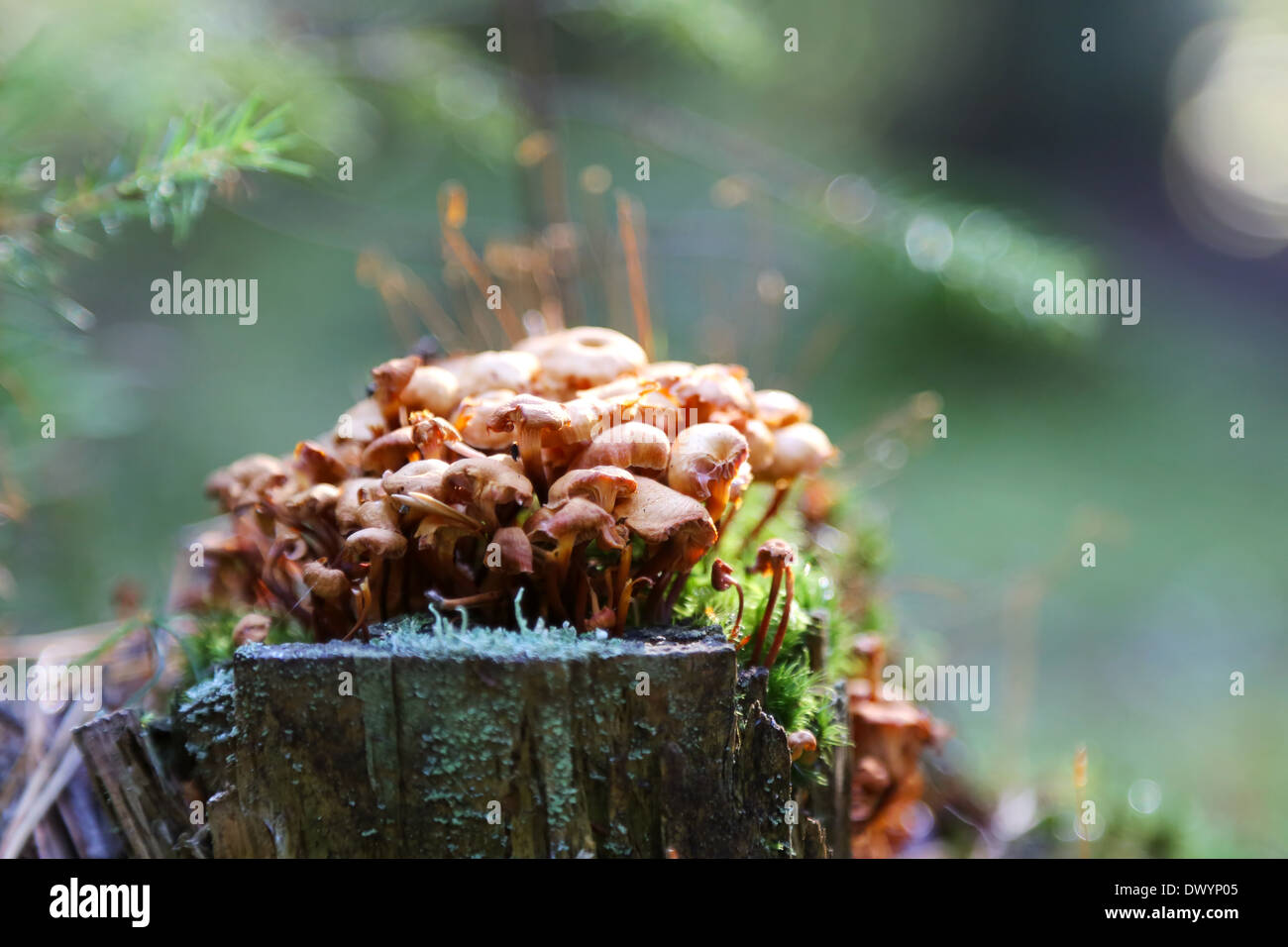A bunch of tiny mushrooms on a stump of a tree in forest Stock Photo