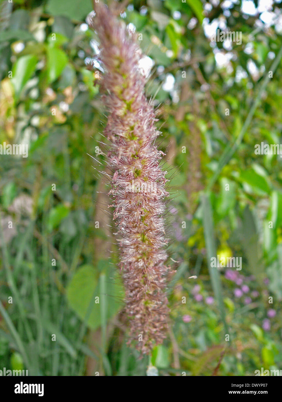 Pennisetum alopecuroides, Swamp Foxtail, Fountain Grass, Chikarashiba Stock Photo