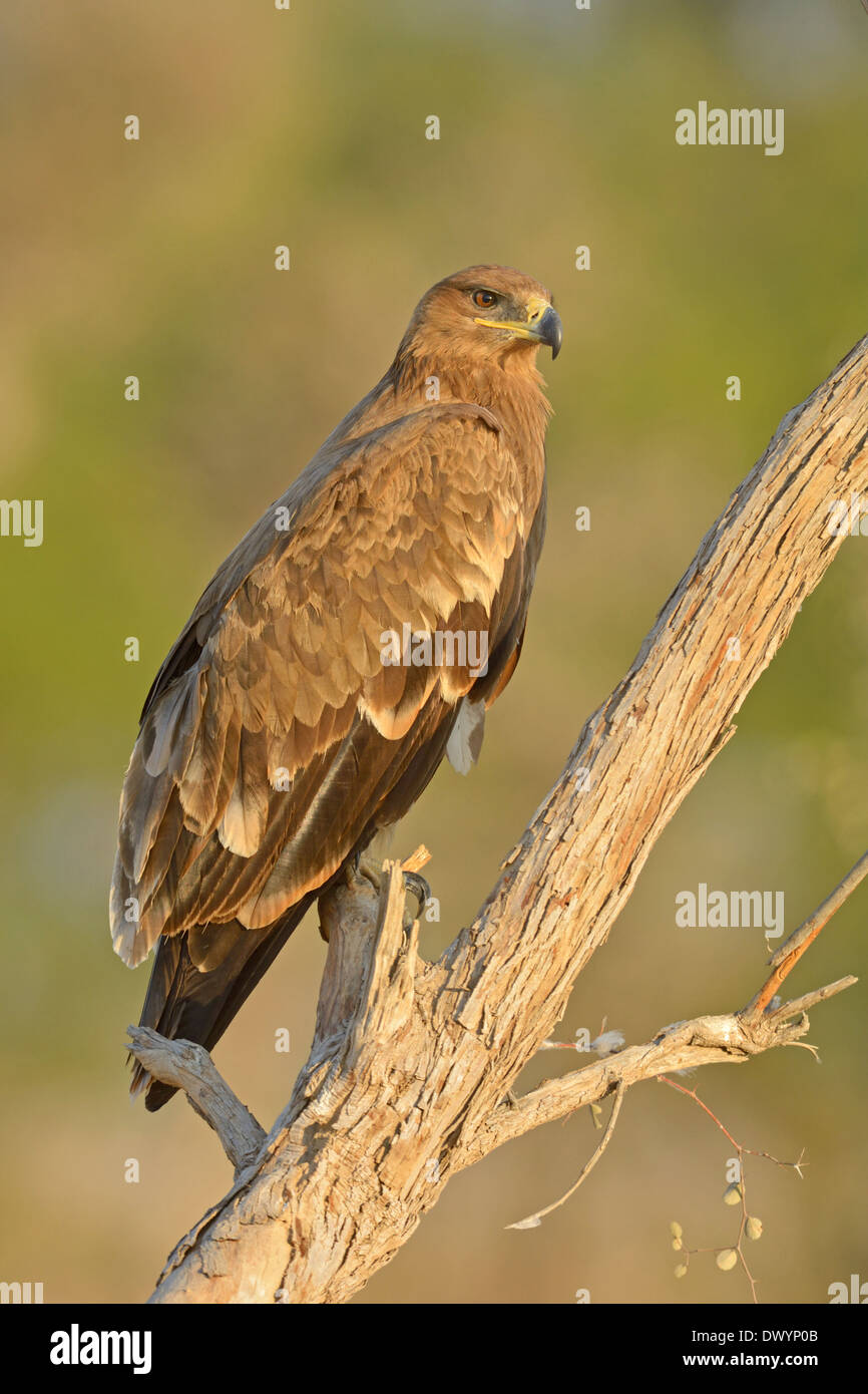 Steppe Eagle (Aquila nipalensis) in Rajasthan, India Stock Photo