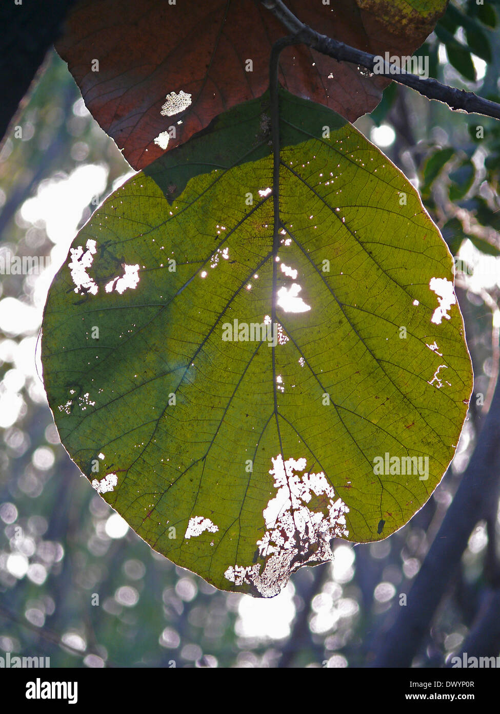 leaf of Teak tree, Tectona grandis L. F. Stock Photo