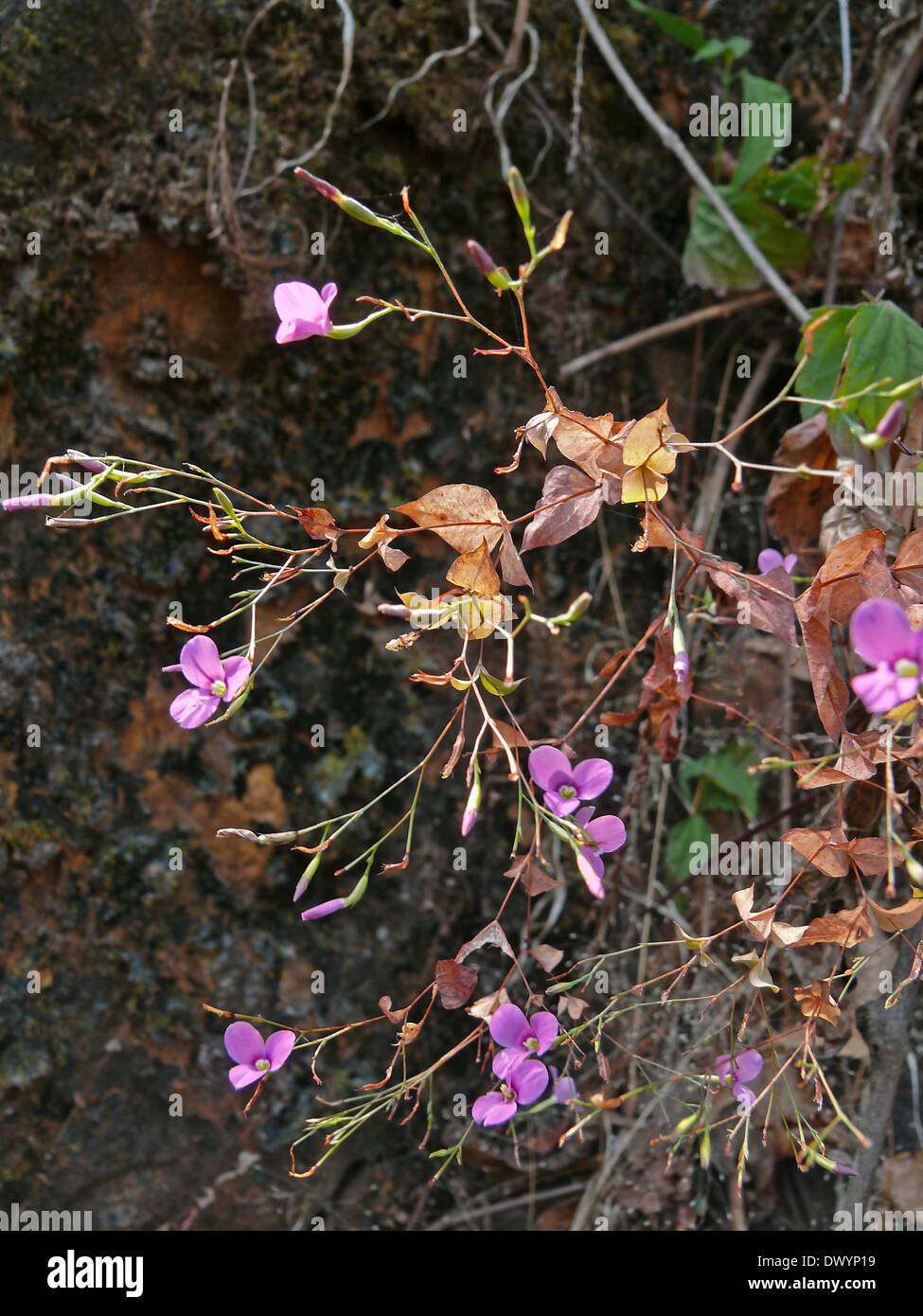 Canscora Diffusa, Gentianaceae flowers, Harihareshwar, Maharashtra, India Stock Photo