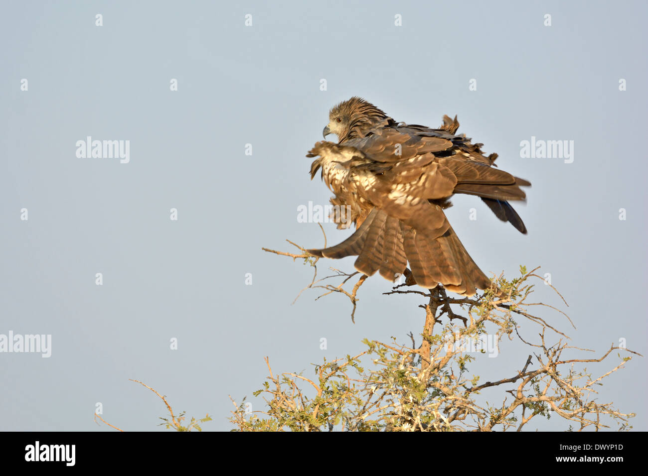 Juvenile Steppe Eagle (Aquila nipalensis) in Rajasthan, India Stock Photo