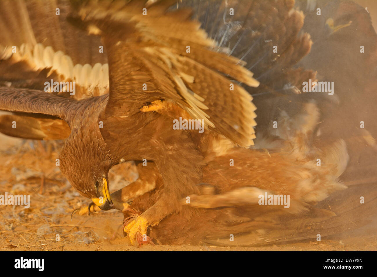 Steppe Eagles (Aquila nipalensis) fighting over a scrap of food in Rajasthan, India Stock Photo