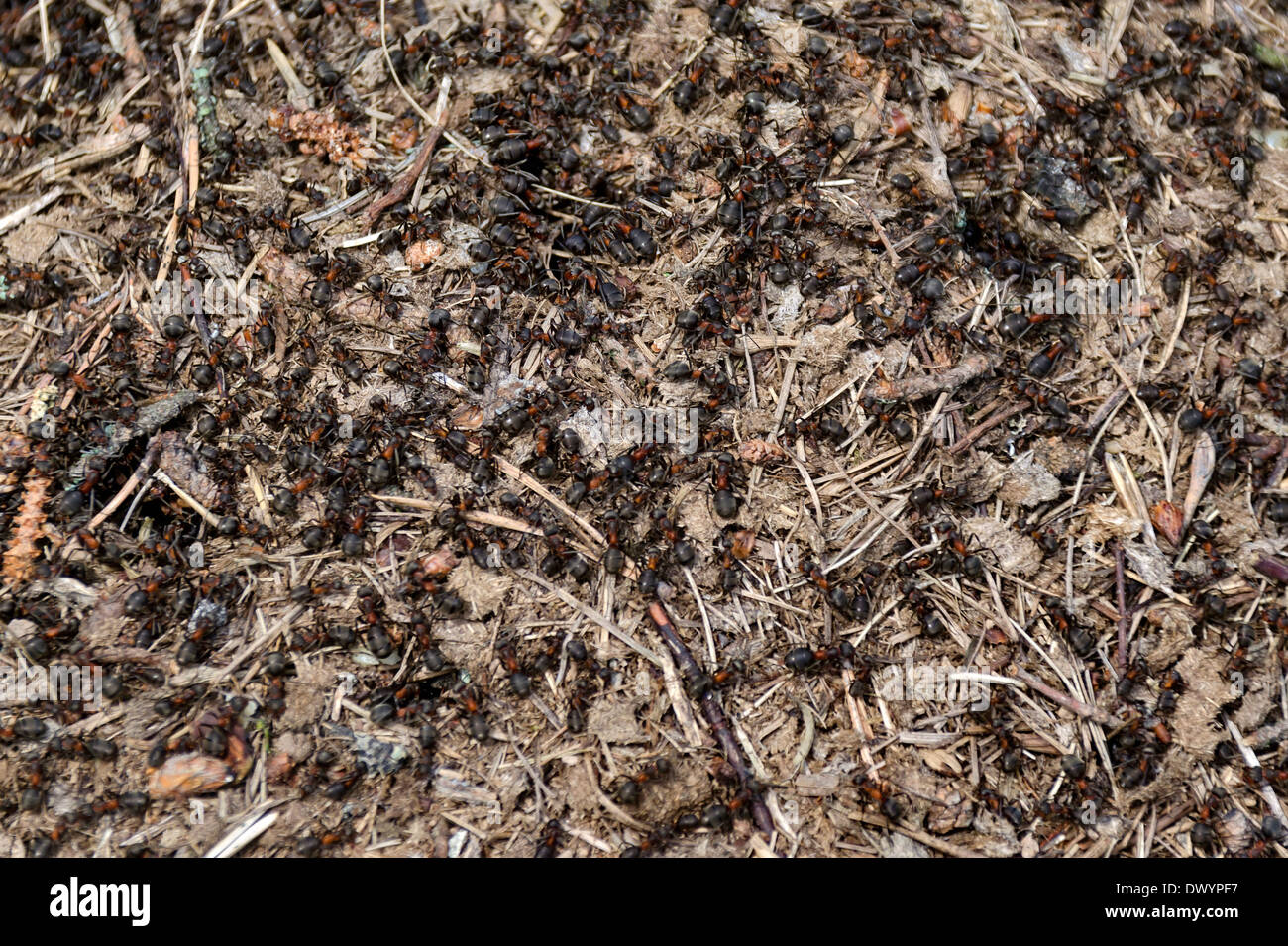Anthill into the earth among soil and plants, ant house Stock Photo