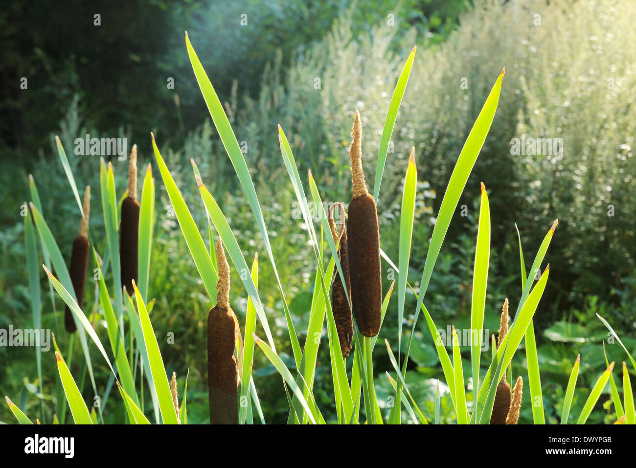 Cattails typha latifolia hi-res stock photography and images - Alamy