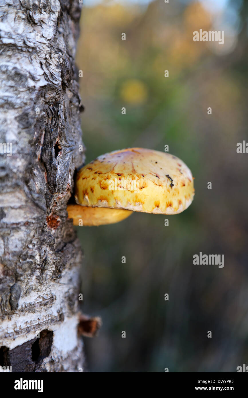 Mushroom on birch stem Stock Photo Alamy