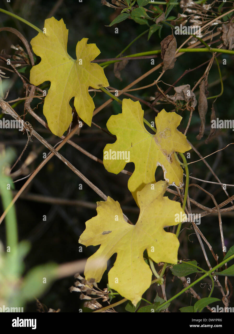 Leaf Of A Bitter Gourd High Resolution Stock Photography and Images Alamy
