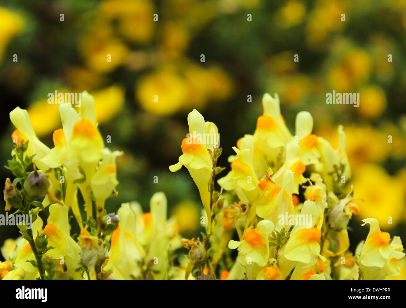 Yellow toadflax in summer Stock Photo