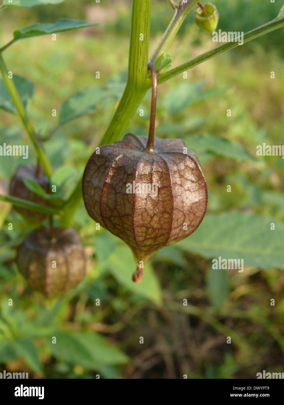 Cape Gooseberry, Physalis peruviana L. Solanaceae Stock Photo