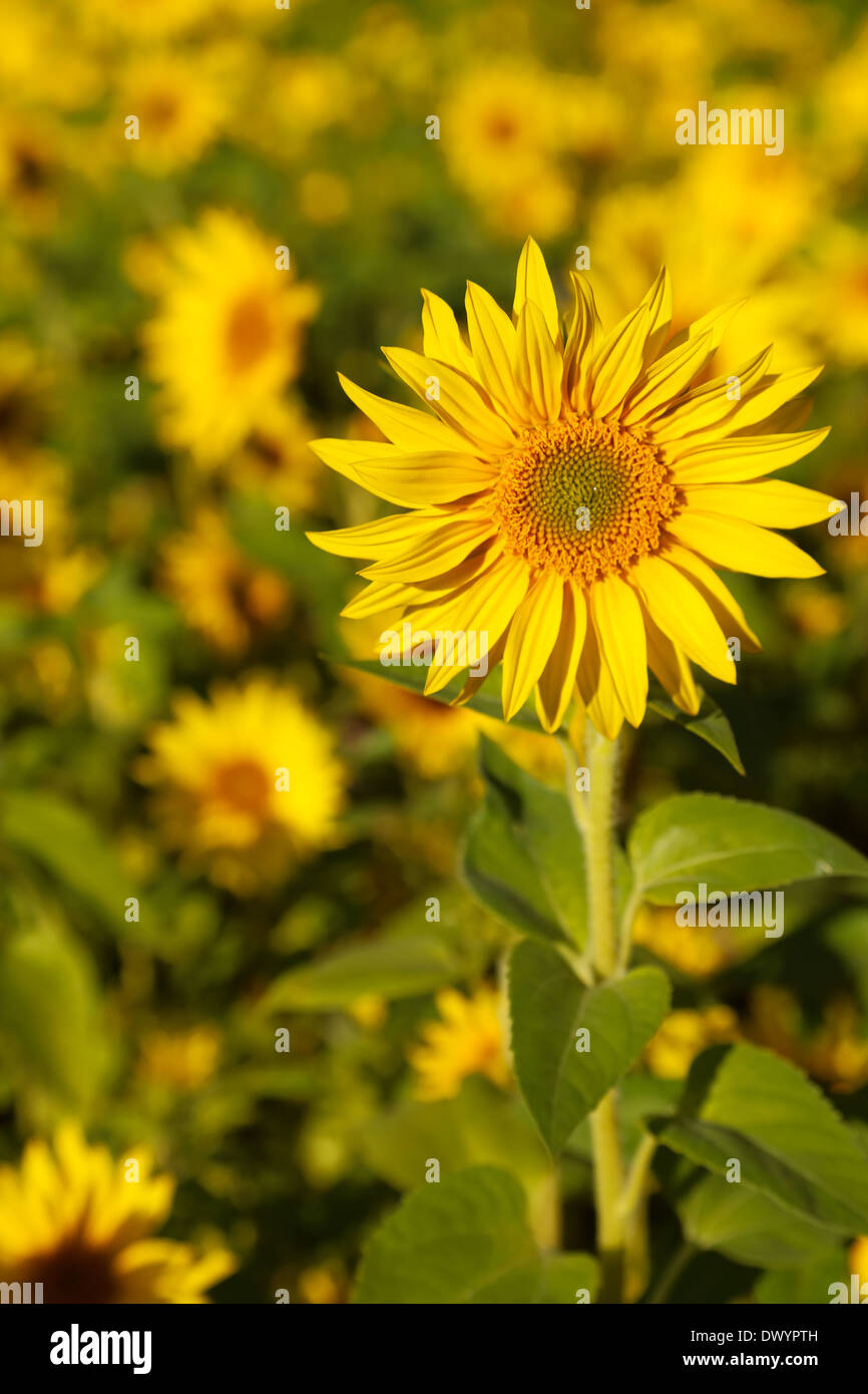 Sunflowers on a sunny sunflower field in summer Stock Photo