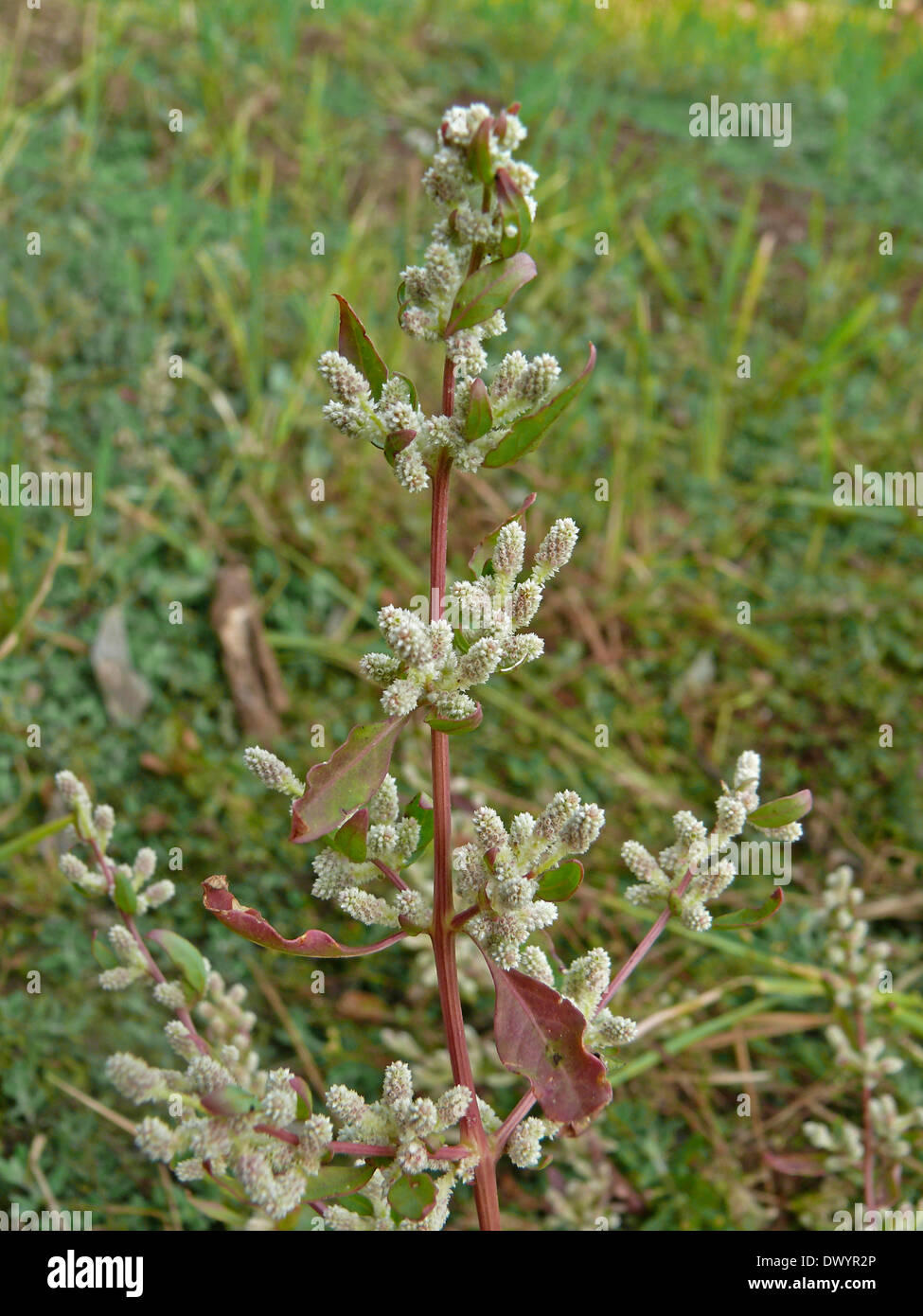 Mountain Knot Grass, Aerva lanata, Aerva elegans, Illecebrum lanatum, Achyranthes lanata, Ashmahabhedah Stock Photo