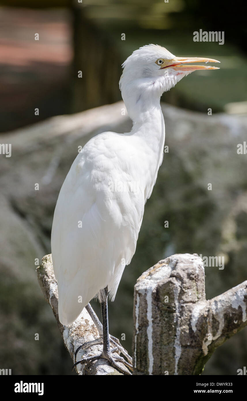 Egret in Kuala Lumper's Bird Park Stock Photo