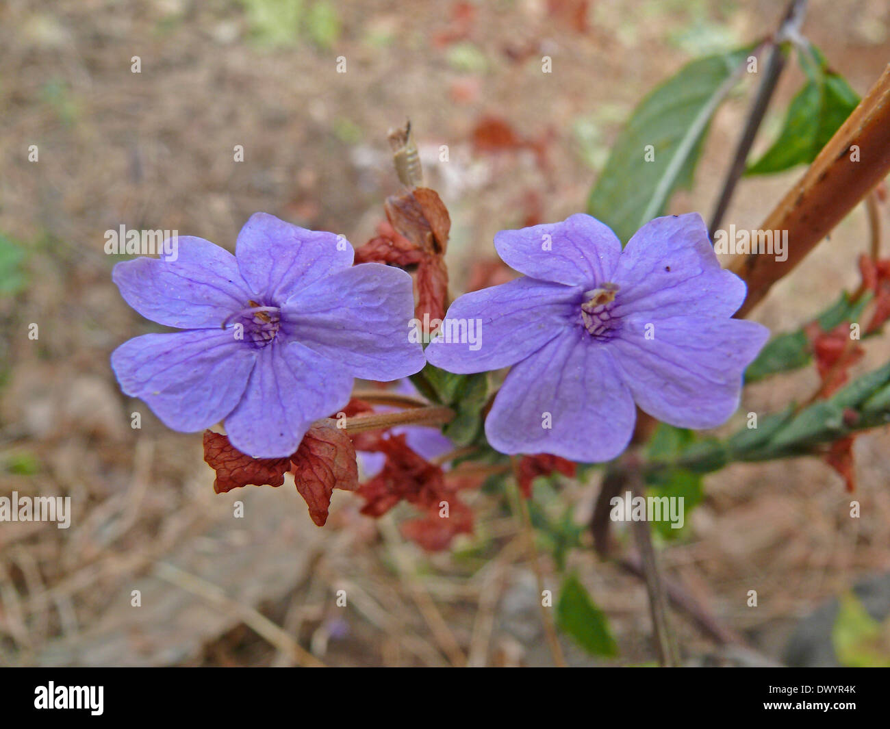 Rosy Eranthemum, Blue eranthemum, Eranthemum roseum Stock Photo