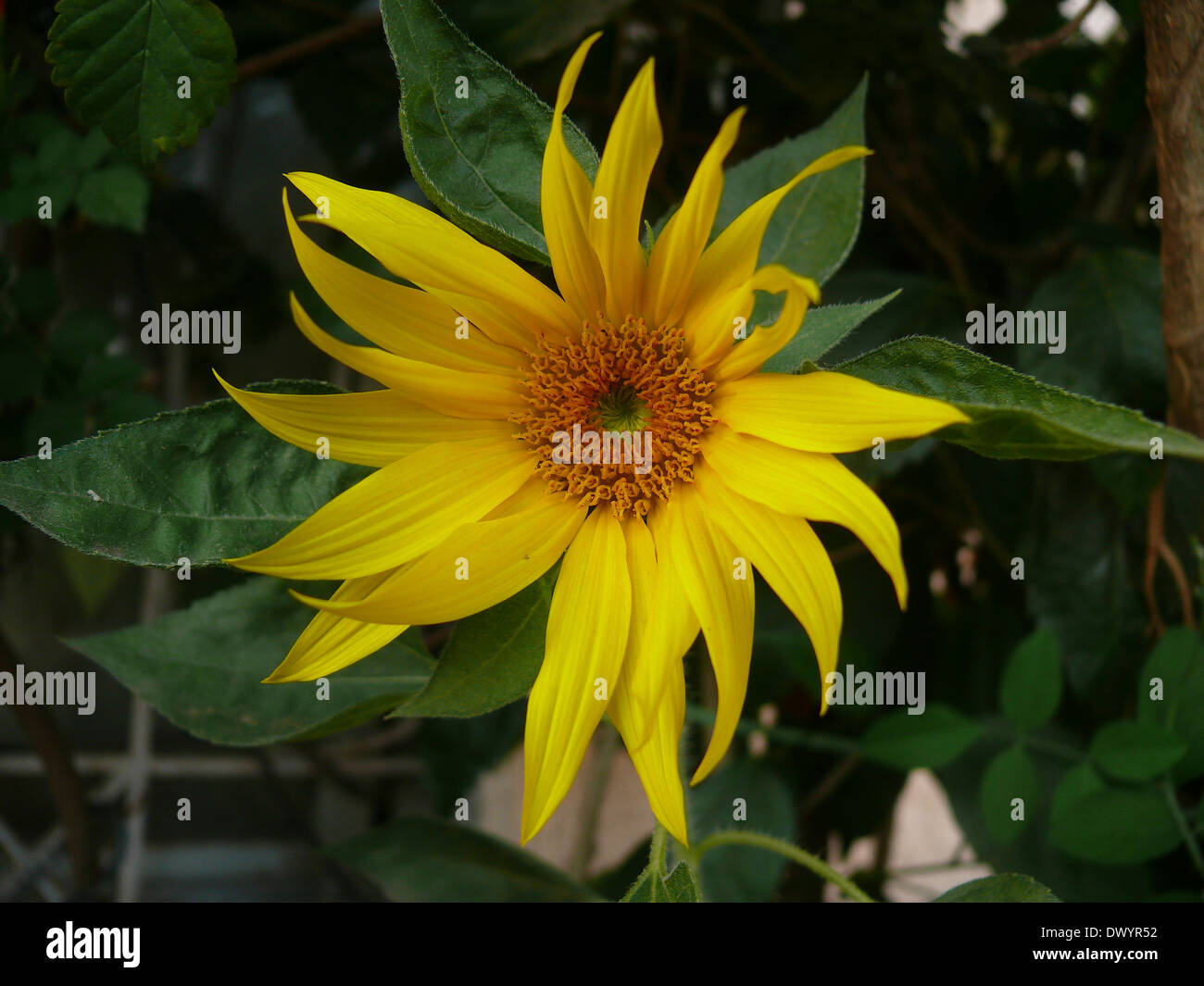 Sunflower, Helianthus annuus L., Helianthus aridus Rydb., Helianthus lenticularis Dougl. ex Lindl. Stock Photo