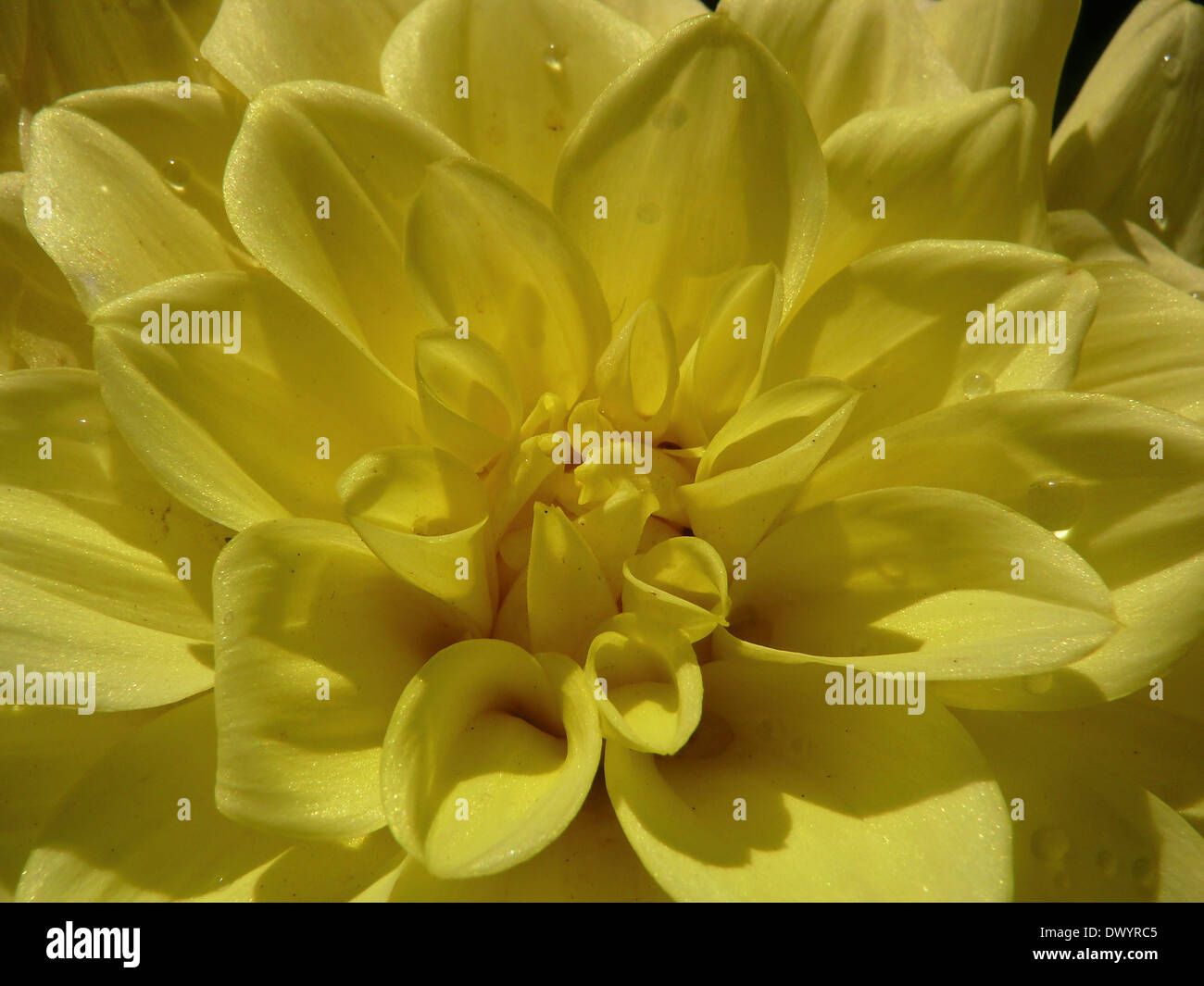 Empress of india flower hi-res stock photography and images - Alamy