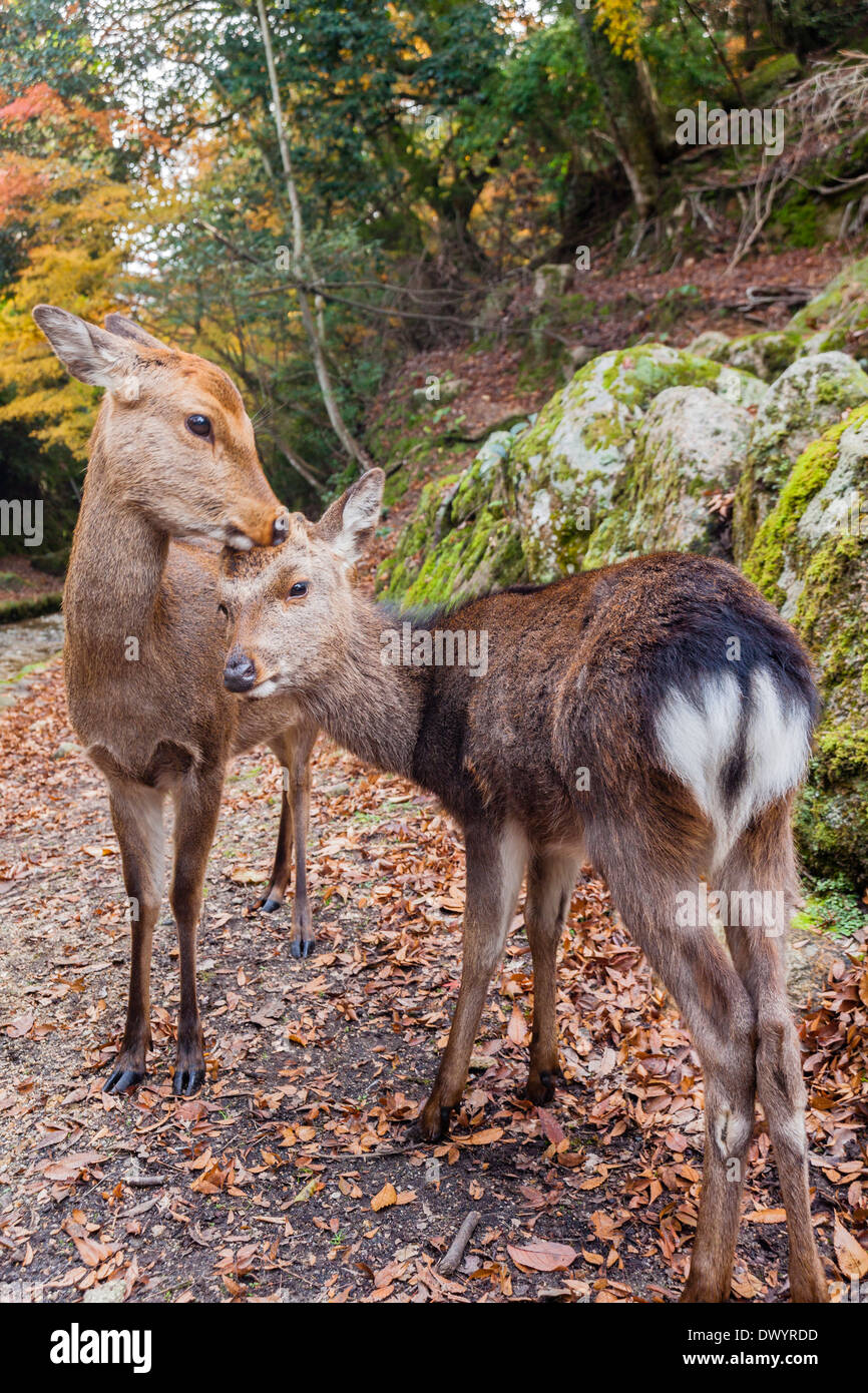 Miyajima Deers in Hatsukaichi, Hiroshima Prefecture, Japan Stock Photo