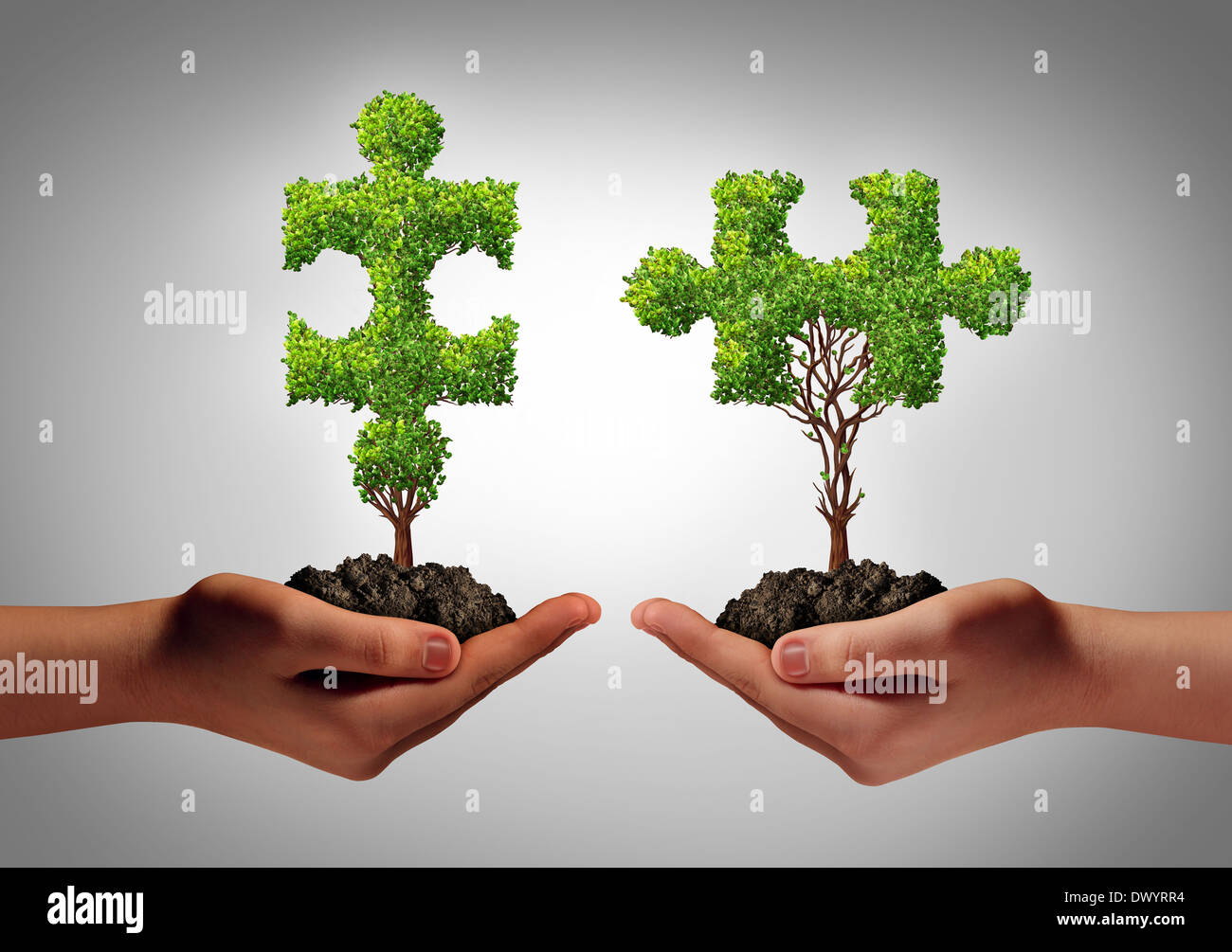 Team collaborate business concept with two human hands holding trees shaped as a jigsaw puzzle coming together as a success metaphor for growing cooperation and to build a teamwork agreement. Stock Photo