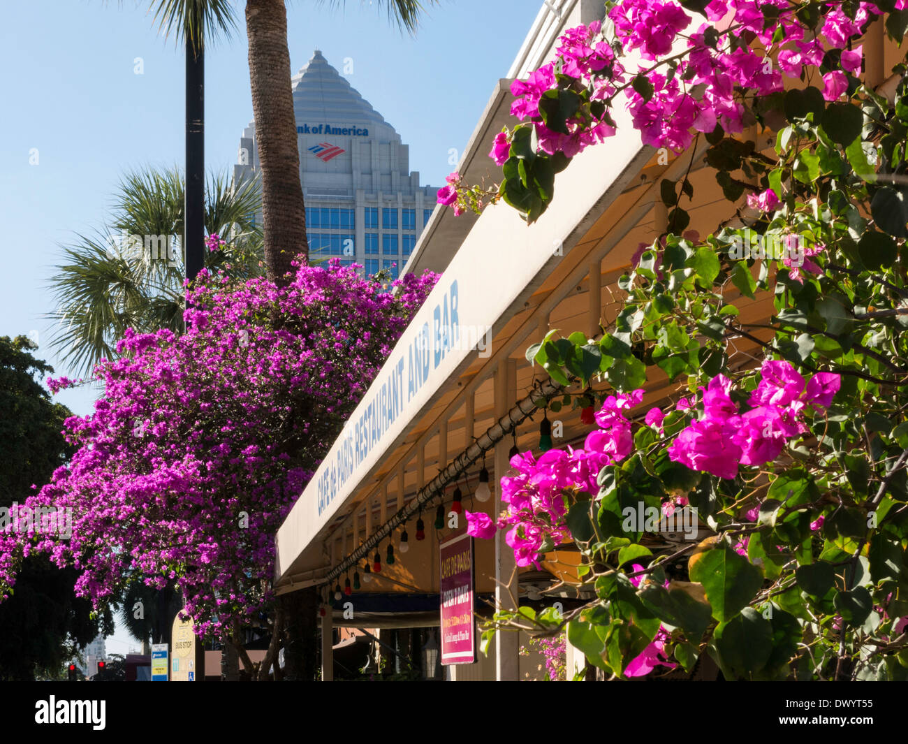 Restaurant Facade Covered in Bougainvillea Flowers, Las Olas District