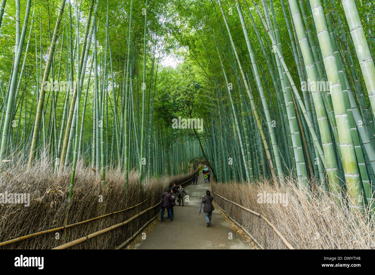 Road Lined with Bamboo Grove in Kyoto, Japan Stock Photo Alamy