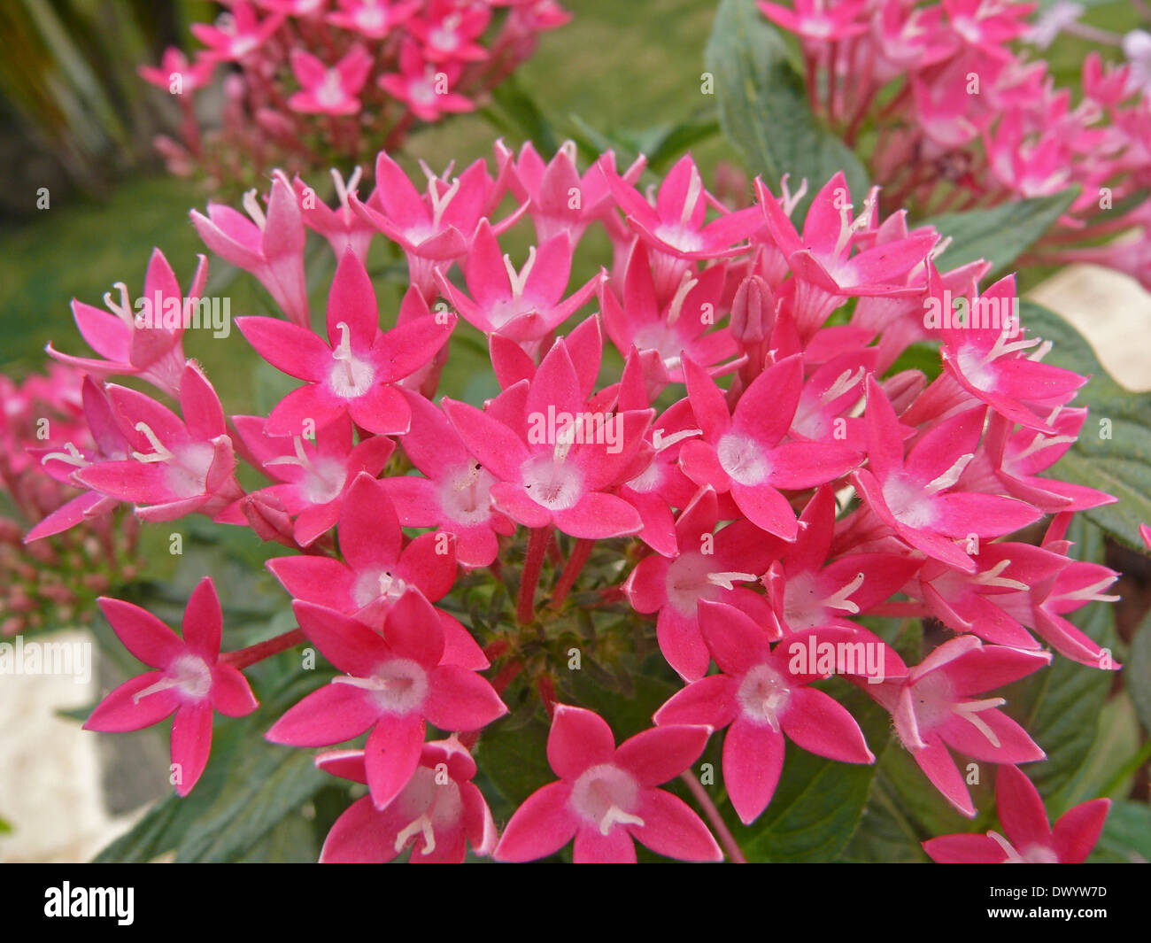Pentas, Star flower, Star cluster, Pentas lanceolata, Rubiaceae Stock Photo