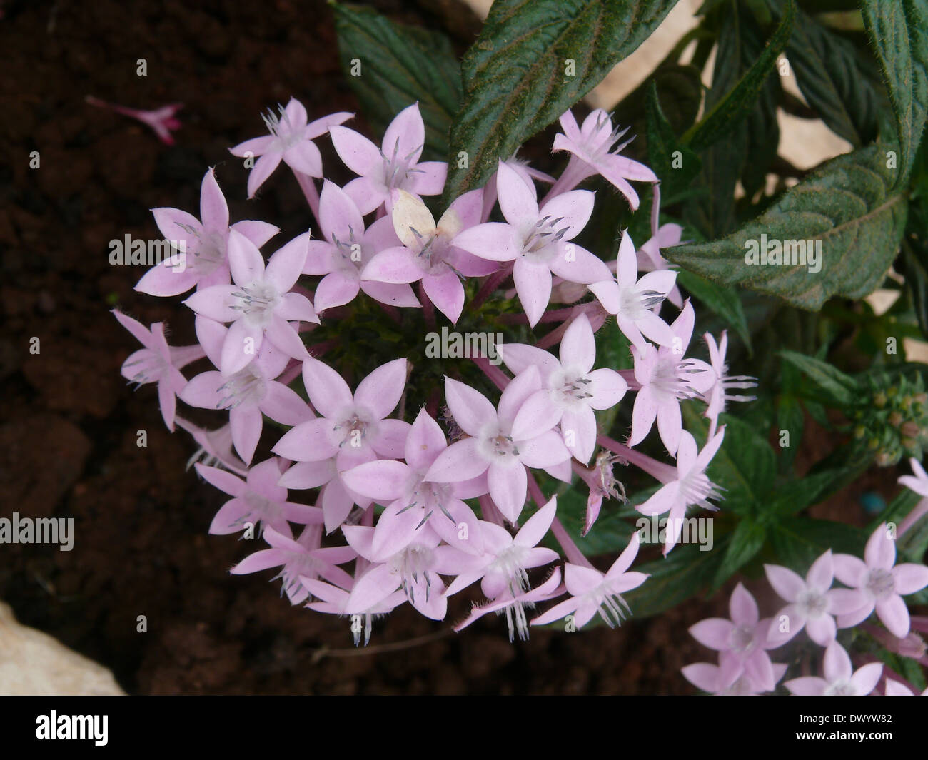 Pentas, Star flower, Star cluster, Pentas lanceolata, Rubiaceae Stock Photo