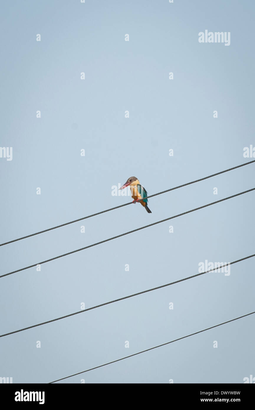 South Southern India Kerala backwater tour cruise waterway canal yellow