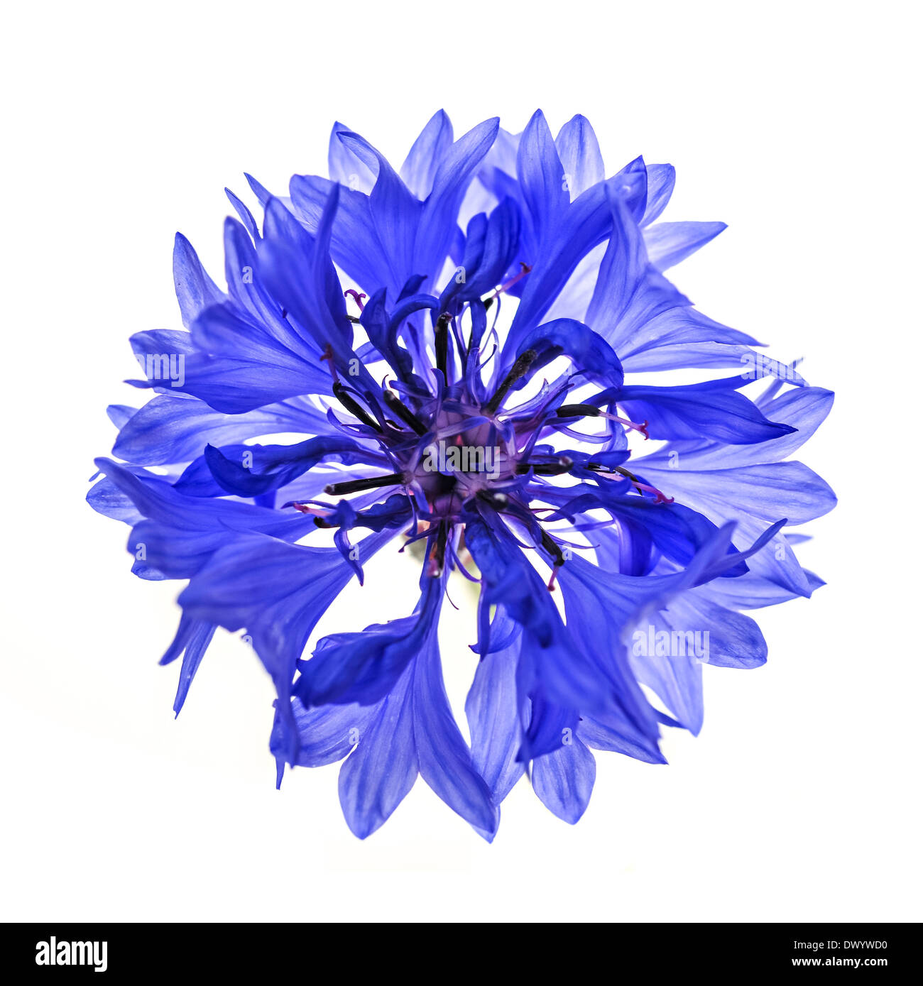 One blue cornflower flower isolated on white background, studio shot from above. Stock Photo