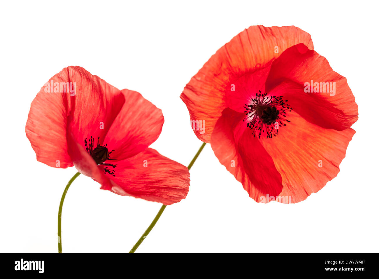 Two red poppy flowers isolated on white background, studio shot Stock Photo