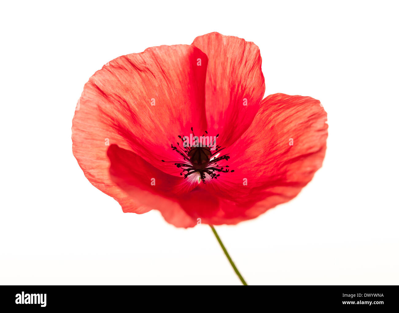 One red poppy flower isolated on white background, studio shot Stock Photo