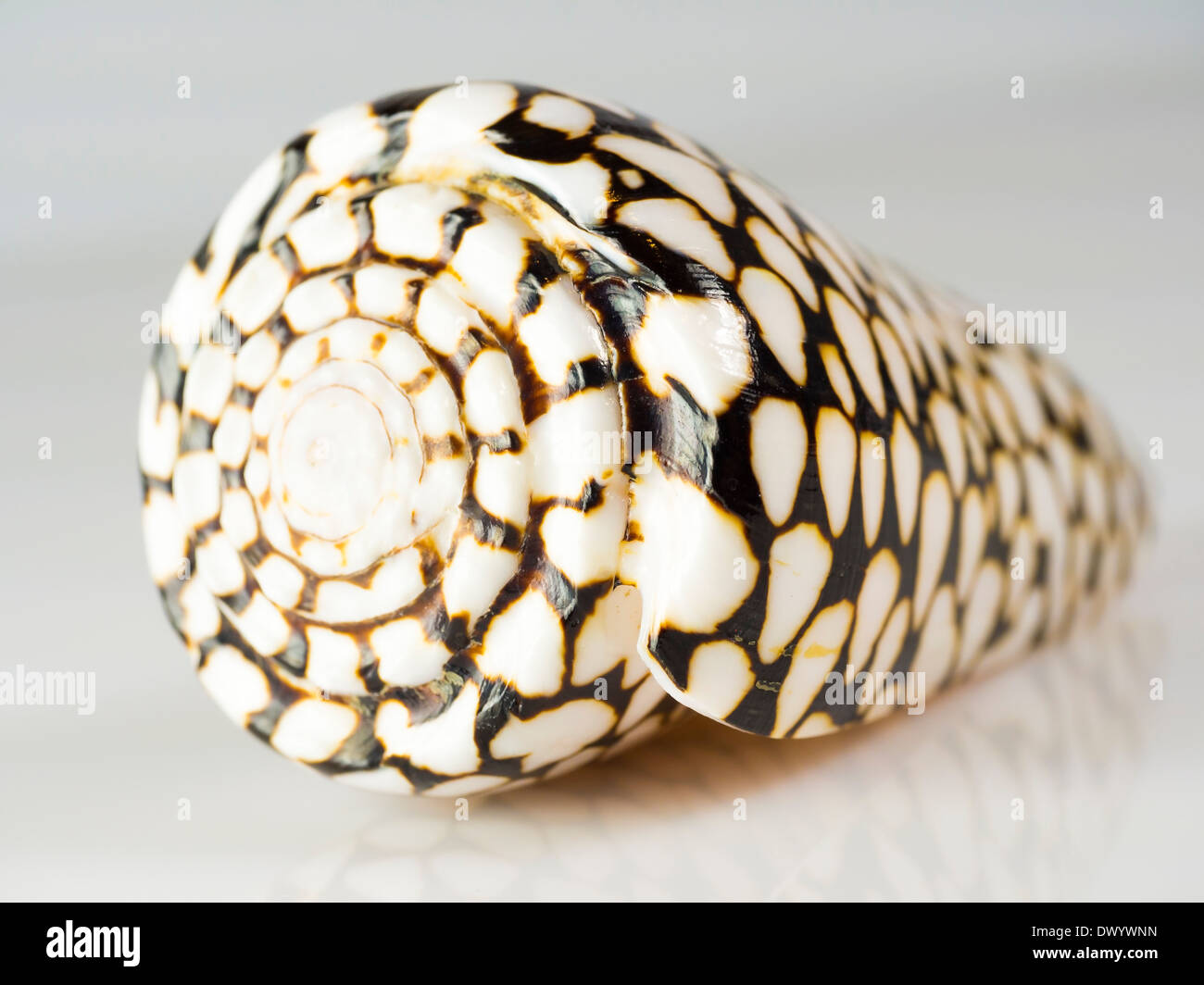 A colourful spiral cone shell. These come from the venomous conus family of marine snails