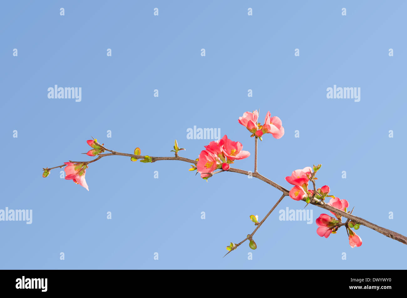 Single blooming branch of flowering quince bush against blue sky with free place for your text Stock Photo